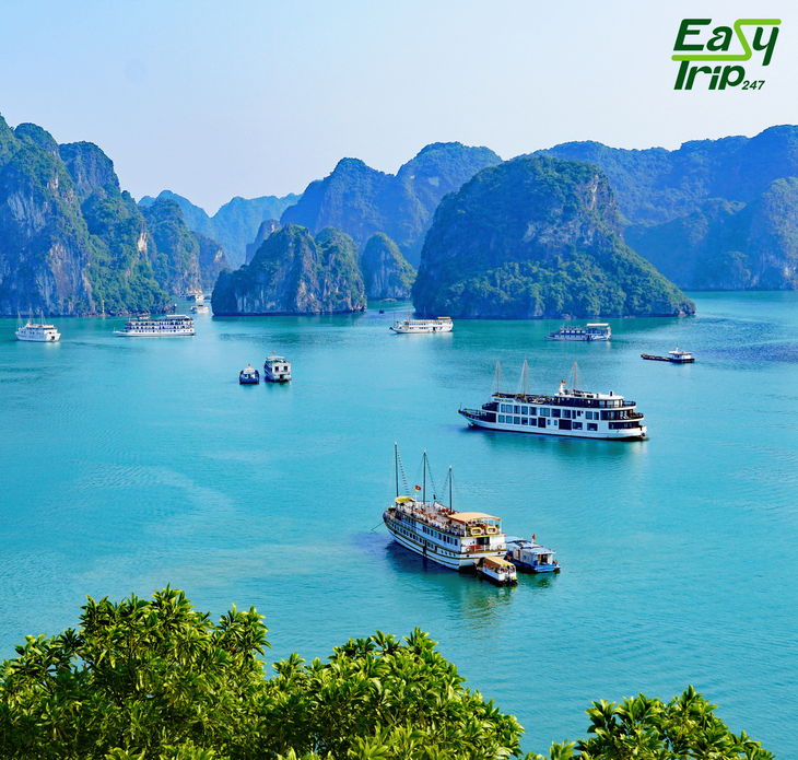 Easytrip247
