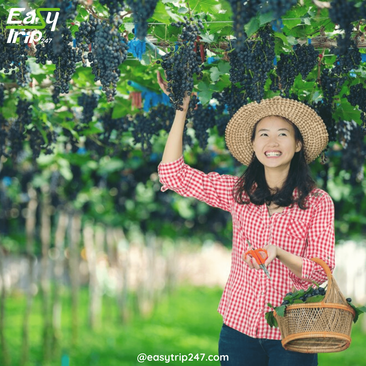 Easy-Trip-Ideas-For-Wine-Country-Exploration-2