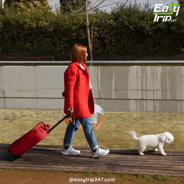 Easy-Trip-Solutions-For-Pet-Travel-2