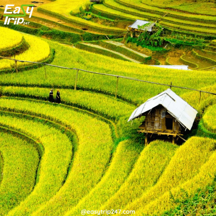 When-to-See-Rice-Terraces-in-Vietnam-2