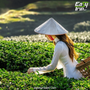 Easy-Trip-Ideas-For-Tea-Enthusiasts-1