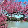 Spring-into-Vietnam-A-Season-of-Festivals-and-Mild-Weather-1